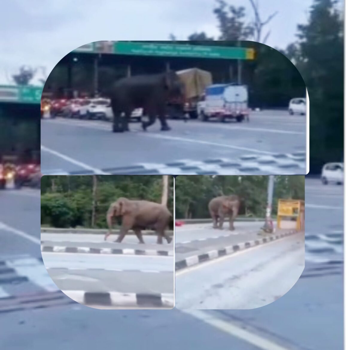 लच्छीवाला टोल प्लाजा पर फिर हाथी की चहल-कदमी, बैरियर उठाकर पटका