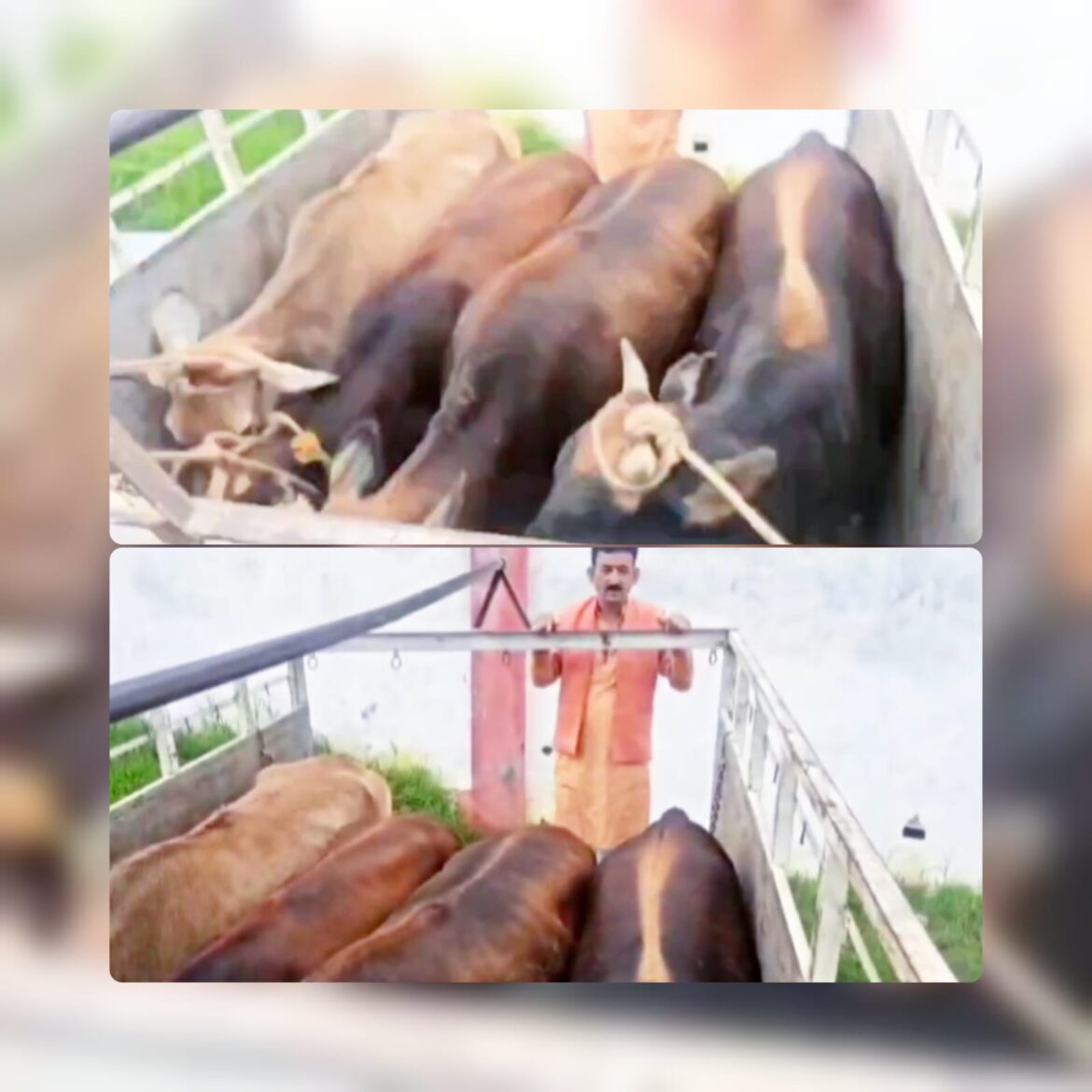 लोहाघाट में आवारा गोवंशों के खिलाफ पालिका का अभियान, सीसीटीवी से चिन्हित होंगे जिम्मेदार लोग