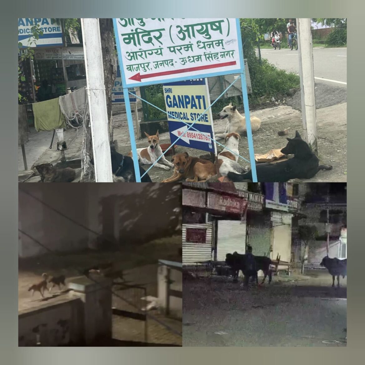 बाजपुर में आवारा कुत्तों और मवेशियों का आतंक बढ़ा, लोग दहशत में