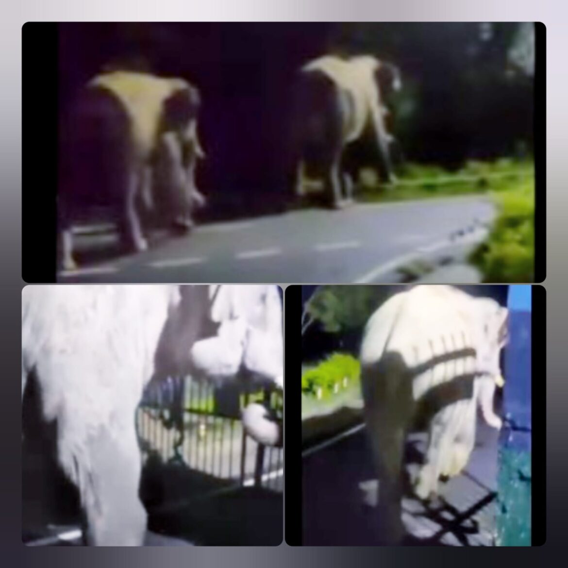 रुड़की में सुबह-सवेरे हाथियों का आतंक, गेट तोड़कर परिसर में घुसे दो जंगली हाथी, वीडियो वायरल