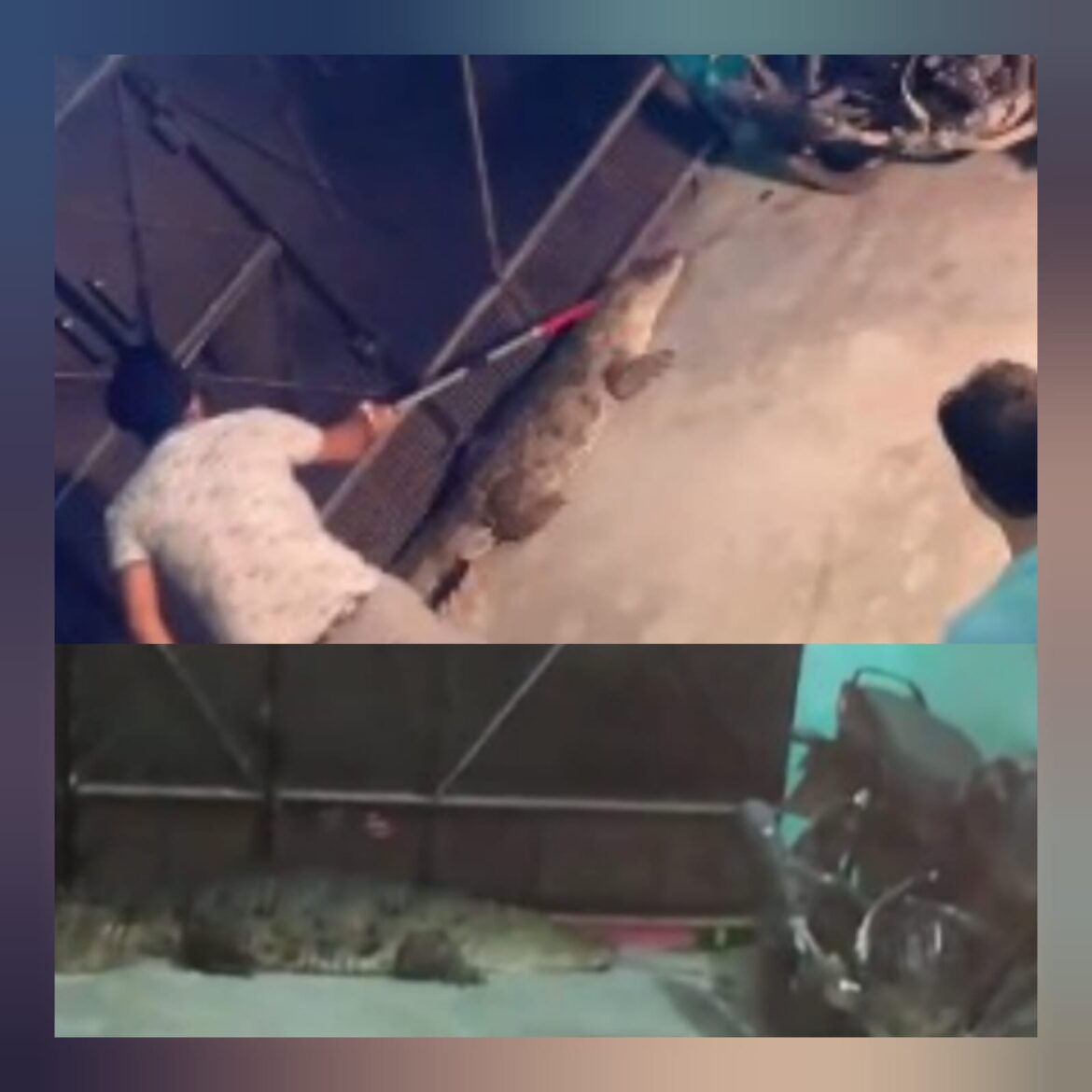 दाबकी महेश्वरी गांव में आधी रात को घर में घुसा मगरमच्छ, वन विभाग ने किया सफल रेस्क्यू