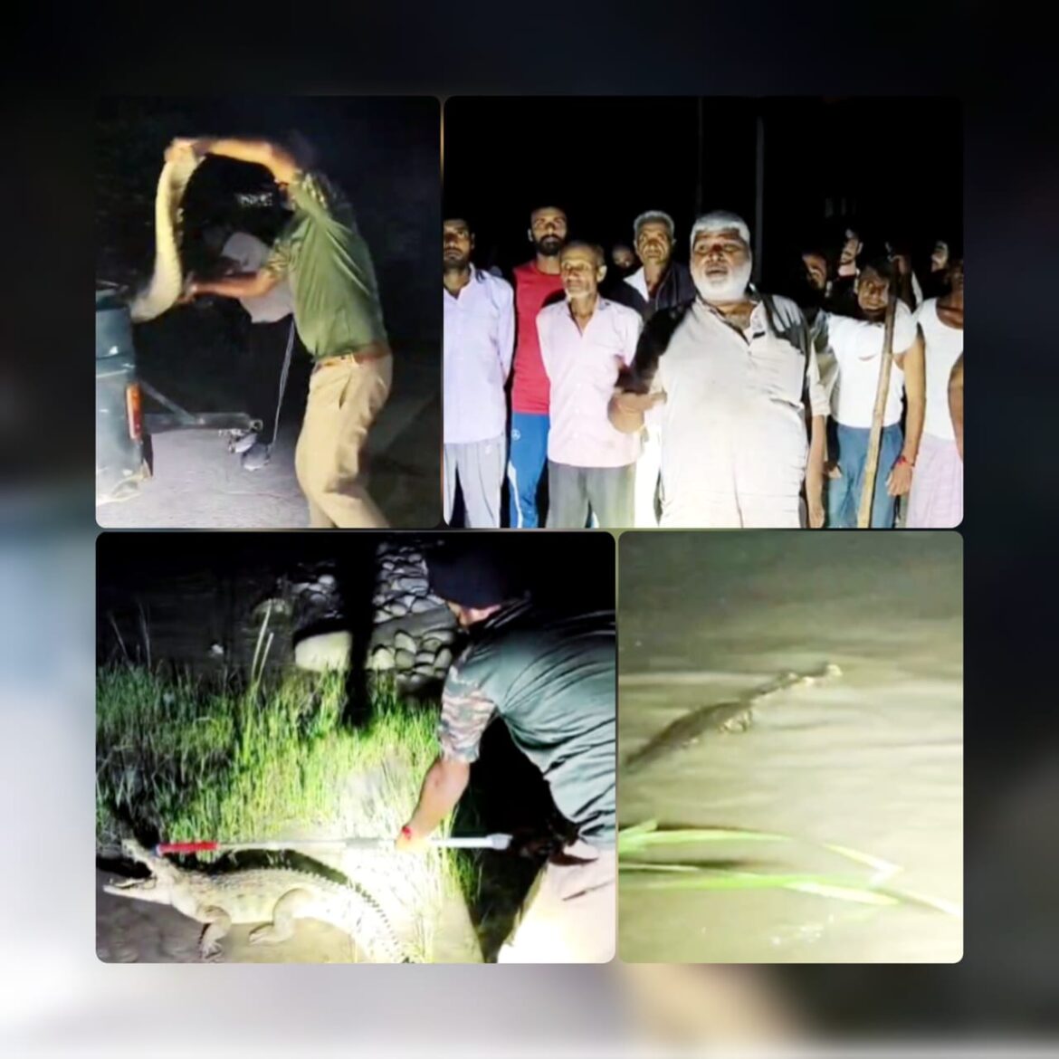 मुंडाखेड़ा कलां में ग्रामीण के घर घुसा विशालकाय मगरमच्छ, वन विभाग ने रात में ही चलाया सफल रेस्क्यू अभियान