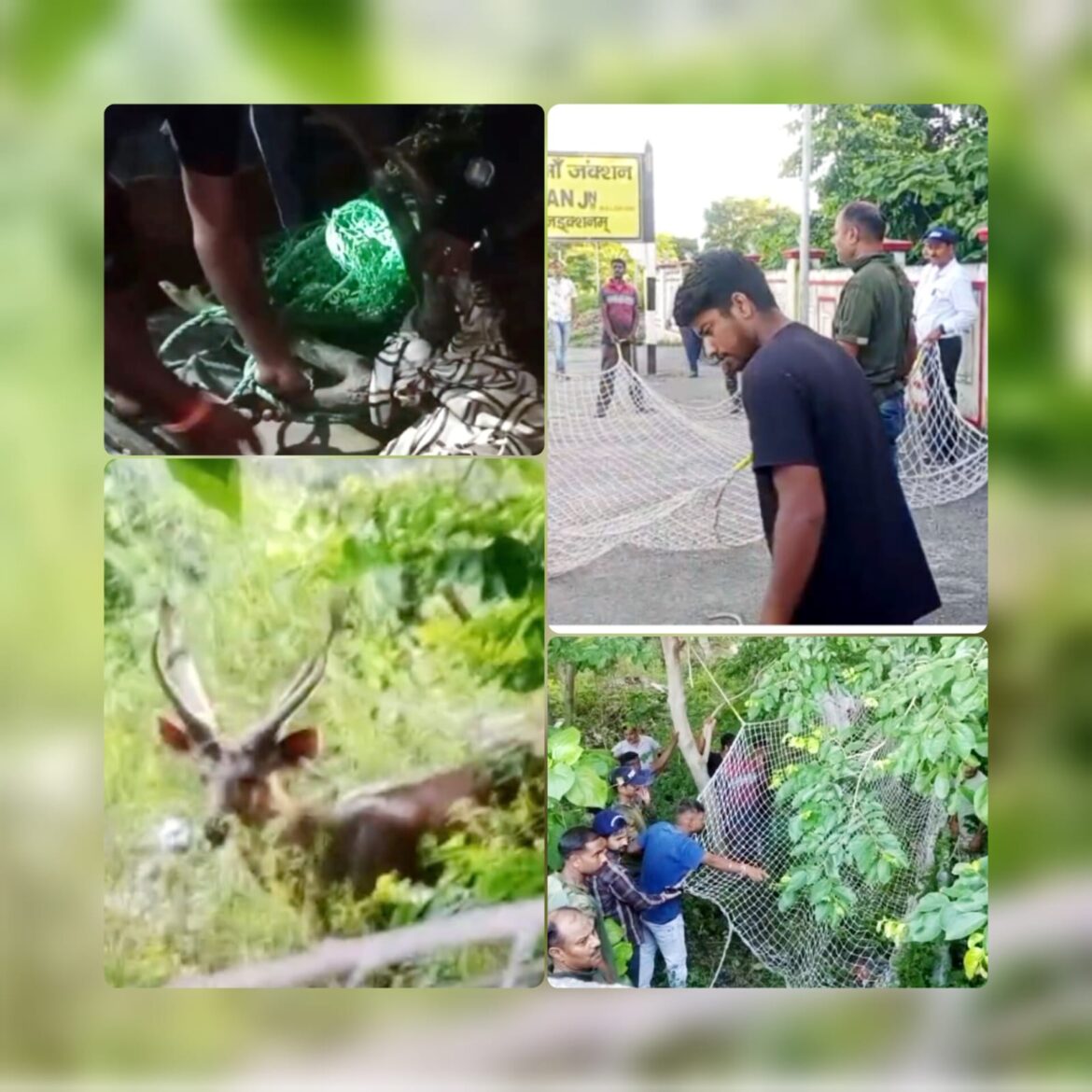 लालकुआँ रेलवे स्टेशन पहुँचा भटका बारहसिंघा, 5 घंटे की मशक्कत के बाद जंगल में छोड़ा गया सुरक्षित