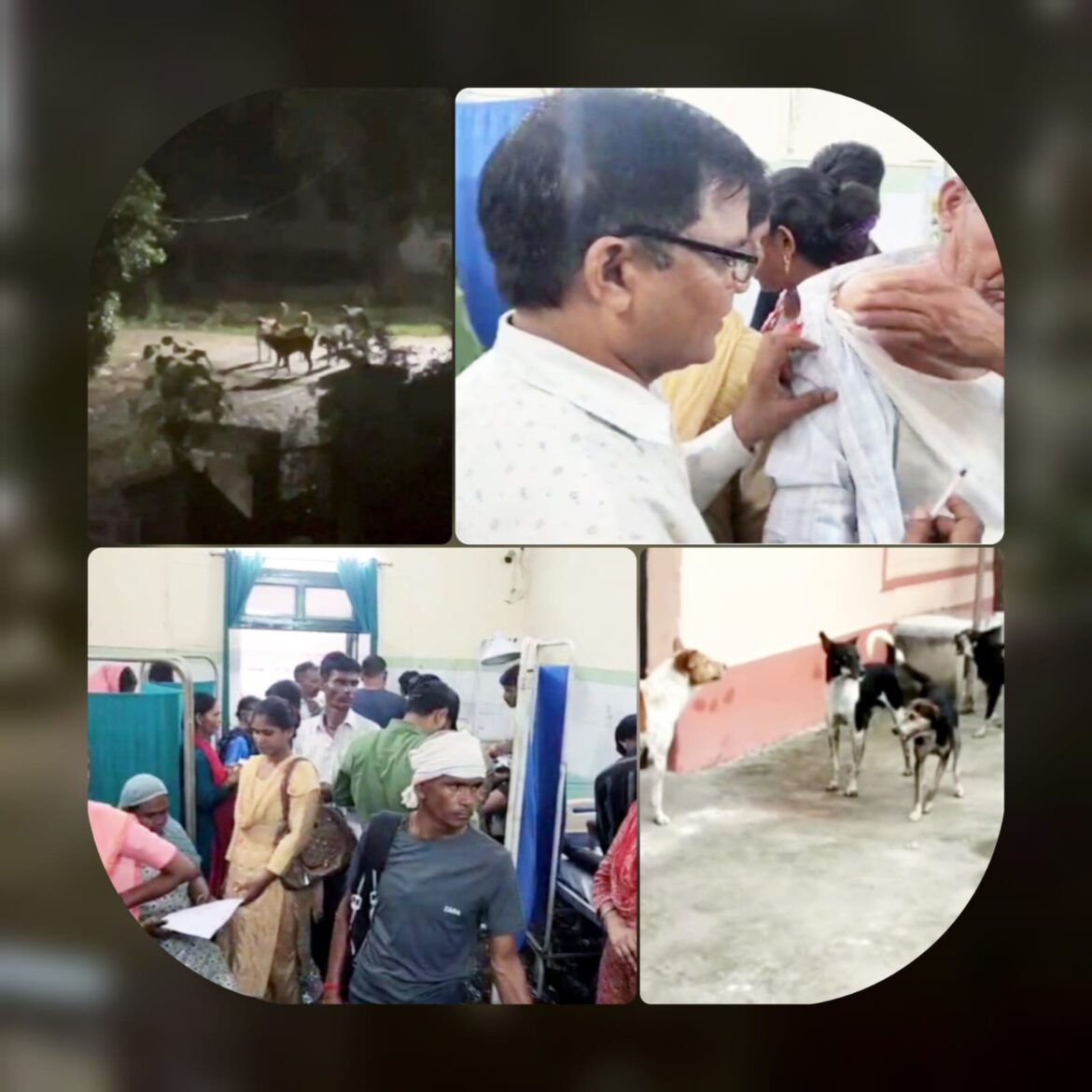 बाजपुर में आवारा कुत्तों का आतंक, एक दिन में 60 लोगों को किया घायल