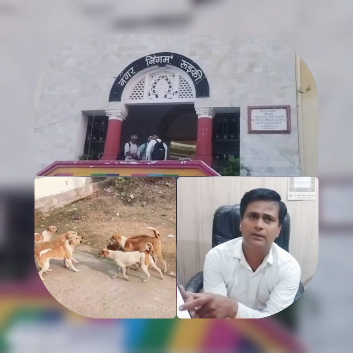 रुड़की में आवारा कुत्तों का आतंक, समाजसेवी मोहम्मद मुबशशीर ने नगर निगम पर उठाए सवाल