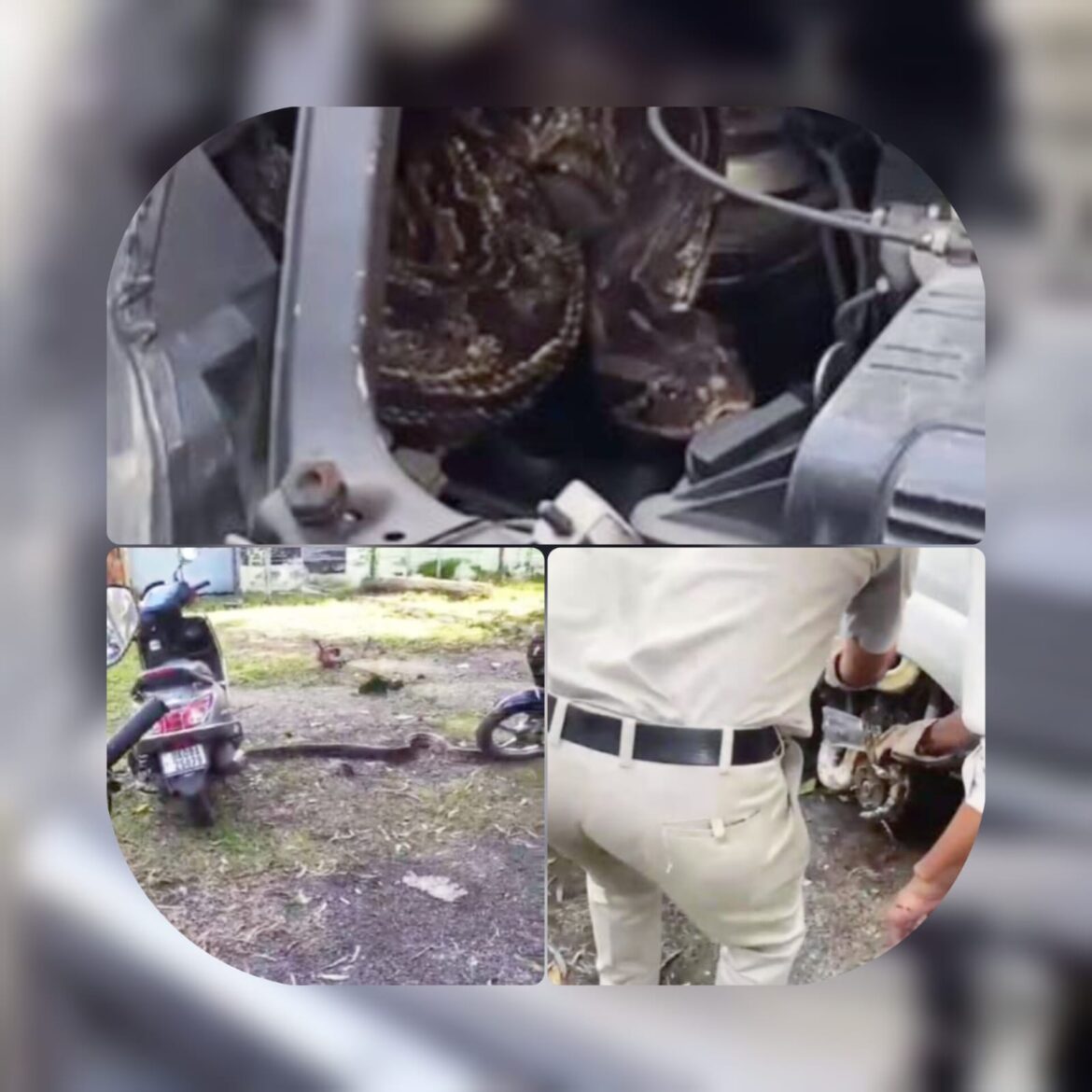 भेल परिसर में खड़ी कार में घुसा 12 फीट लंबा अजगर, कर्मचारियों में मची अफरा-तफरी