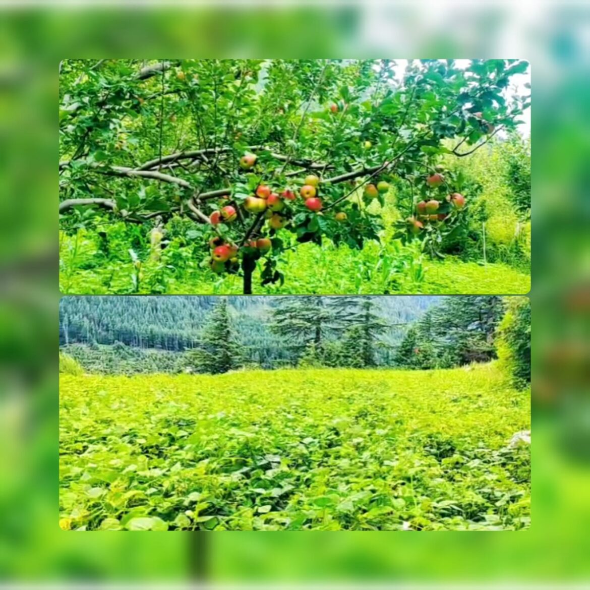 धराली आपदा से आजीविका पर संकट, सेब और राजमा की फसलें खतरे में