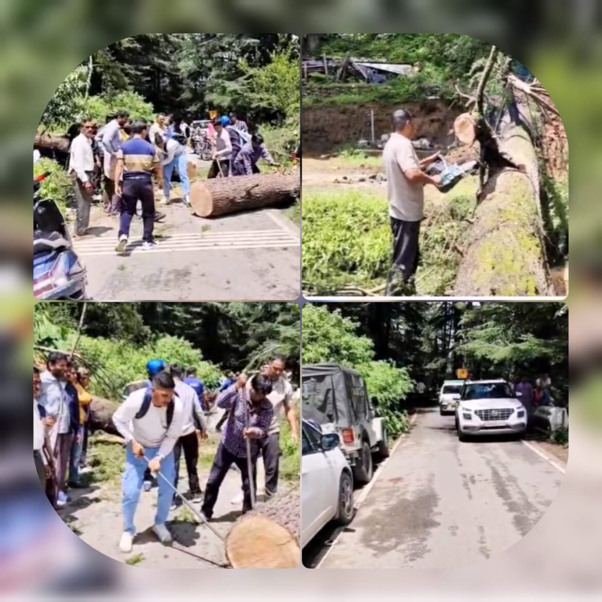 लोहाघाट-मायावती सड़क पर बड़ा हादसा टला, विशाल देवदार का पेड़ गिरने से बाल-बाल बचे वाहन