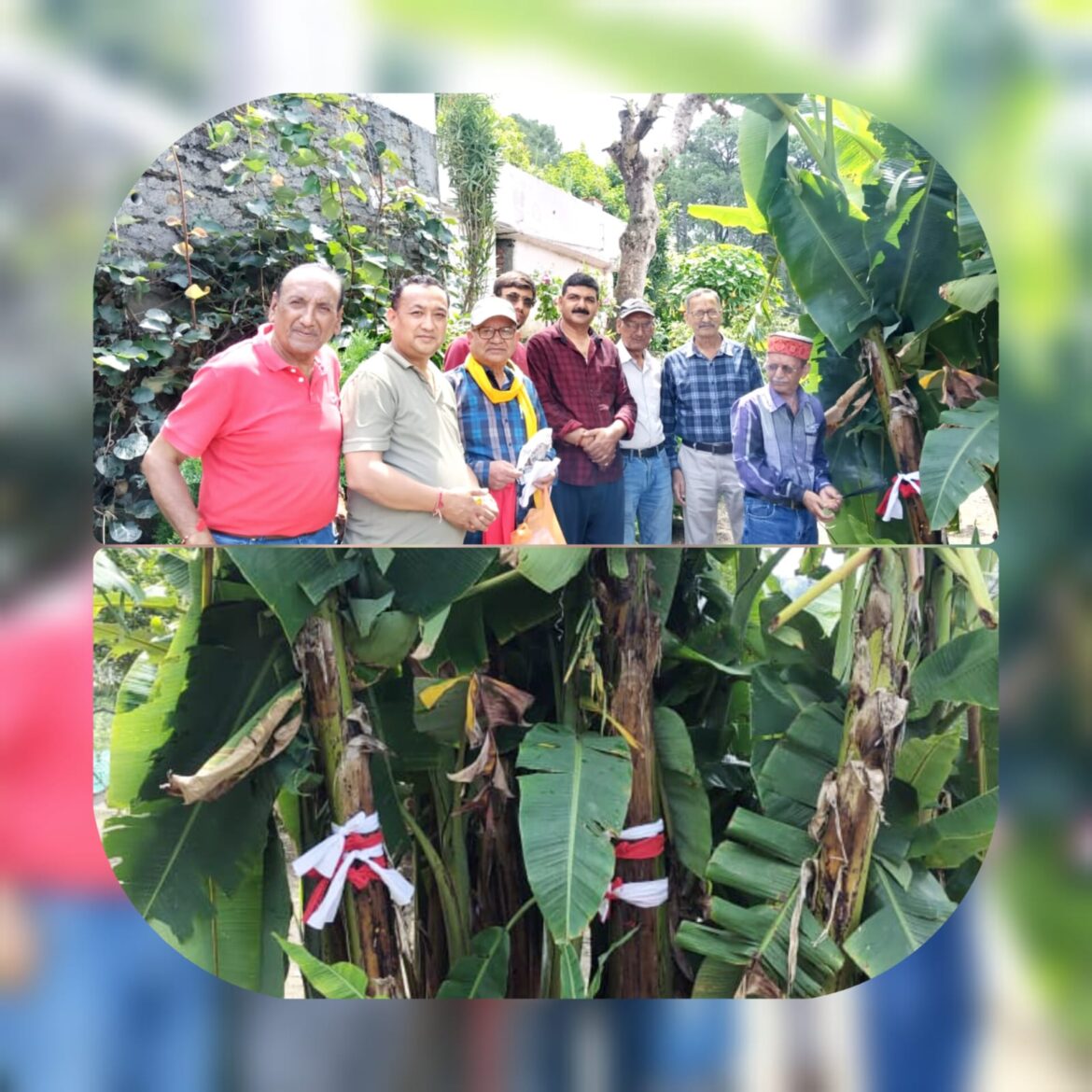 135वां मां नंदा-सुनंदा महोत्सव: रानीखेत में कदली वृक्ष आमंत्रण सम्पन्न, तैयारियां तेज