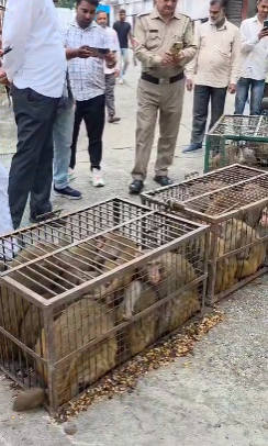 बाजपुर में बंदरों का आतंक खत्म करने की पहल, 80 बंदरों को पकड़ा गया