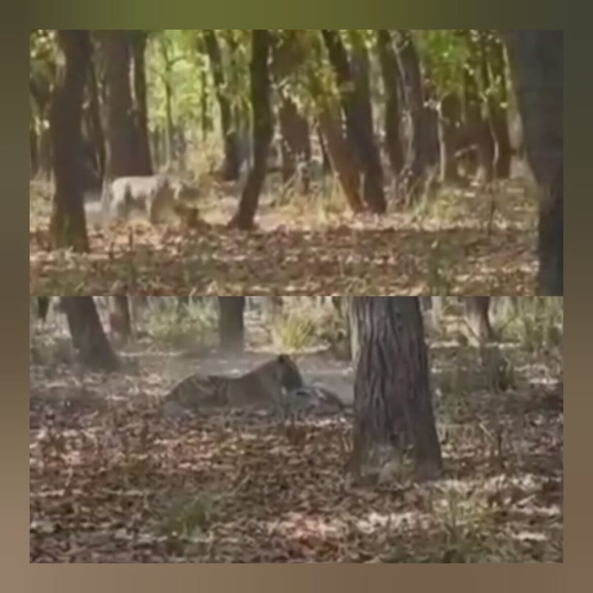 उधम सिंह नगर: फाटो जंगल में बाघ ने किया शिकार, वीडियो वायरल