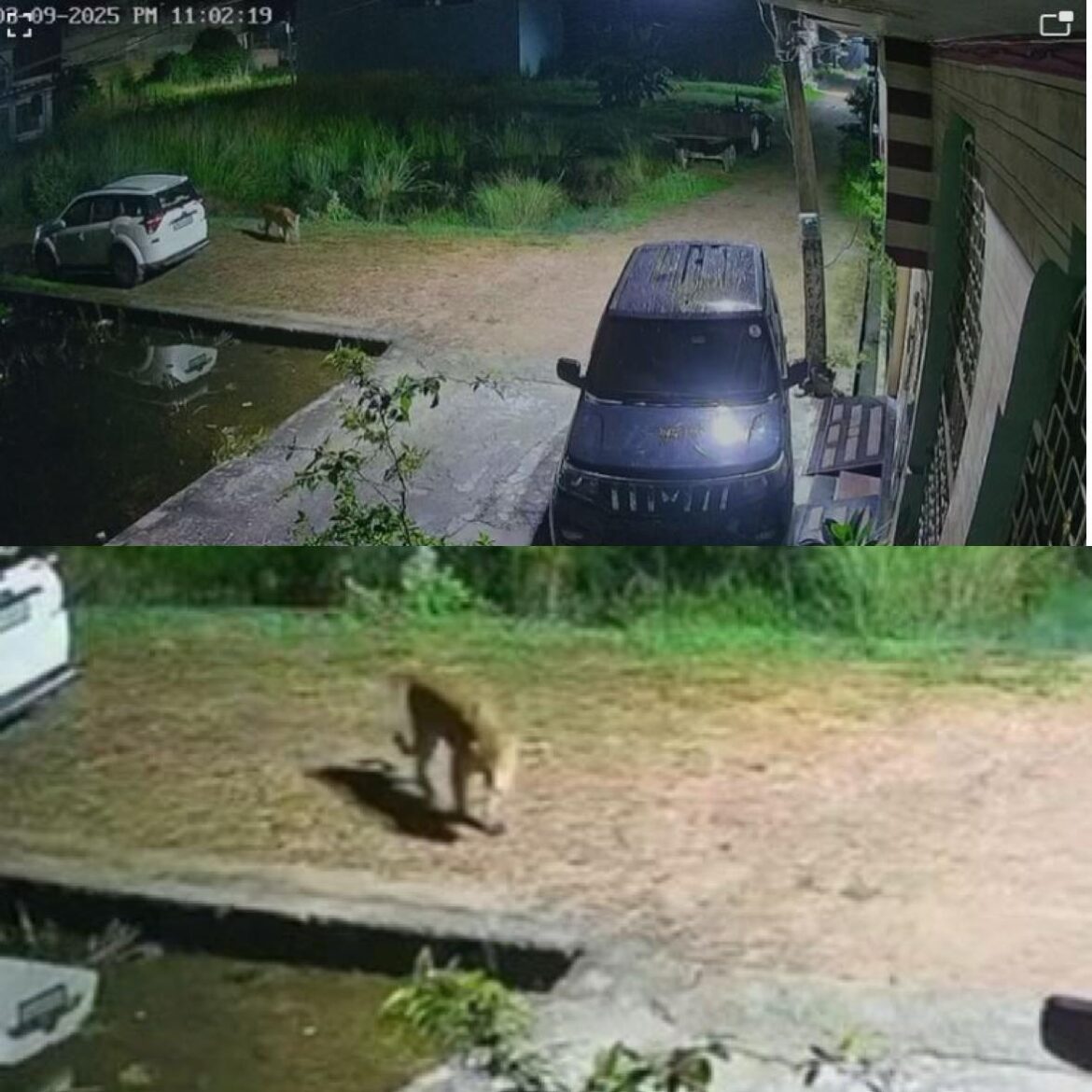 जसपुर में गुलदार और गीदड़ का आतंक, दहशत में जी रहे हैं लोग