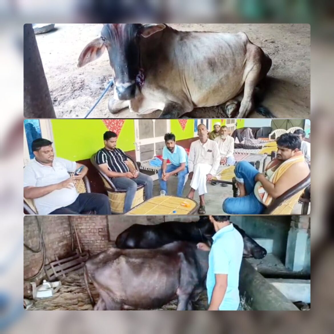 घोसीपुरा गांव में रहस्यमयी बीमारी से 4 पशुओं की मौत, 50 से अधिक संक्रमित