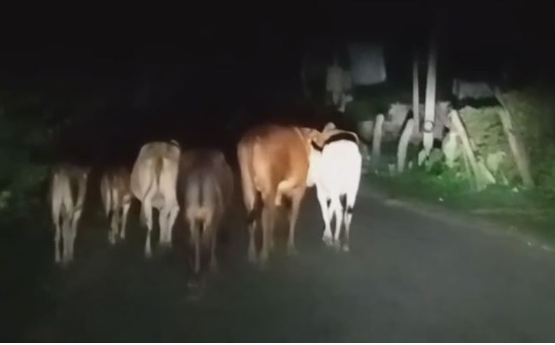 खटीमा में आवारा पशुओं से बढ़ रहा हादसों का खतरा, प्रशासन पर सवाल