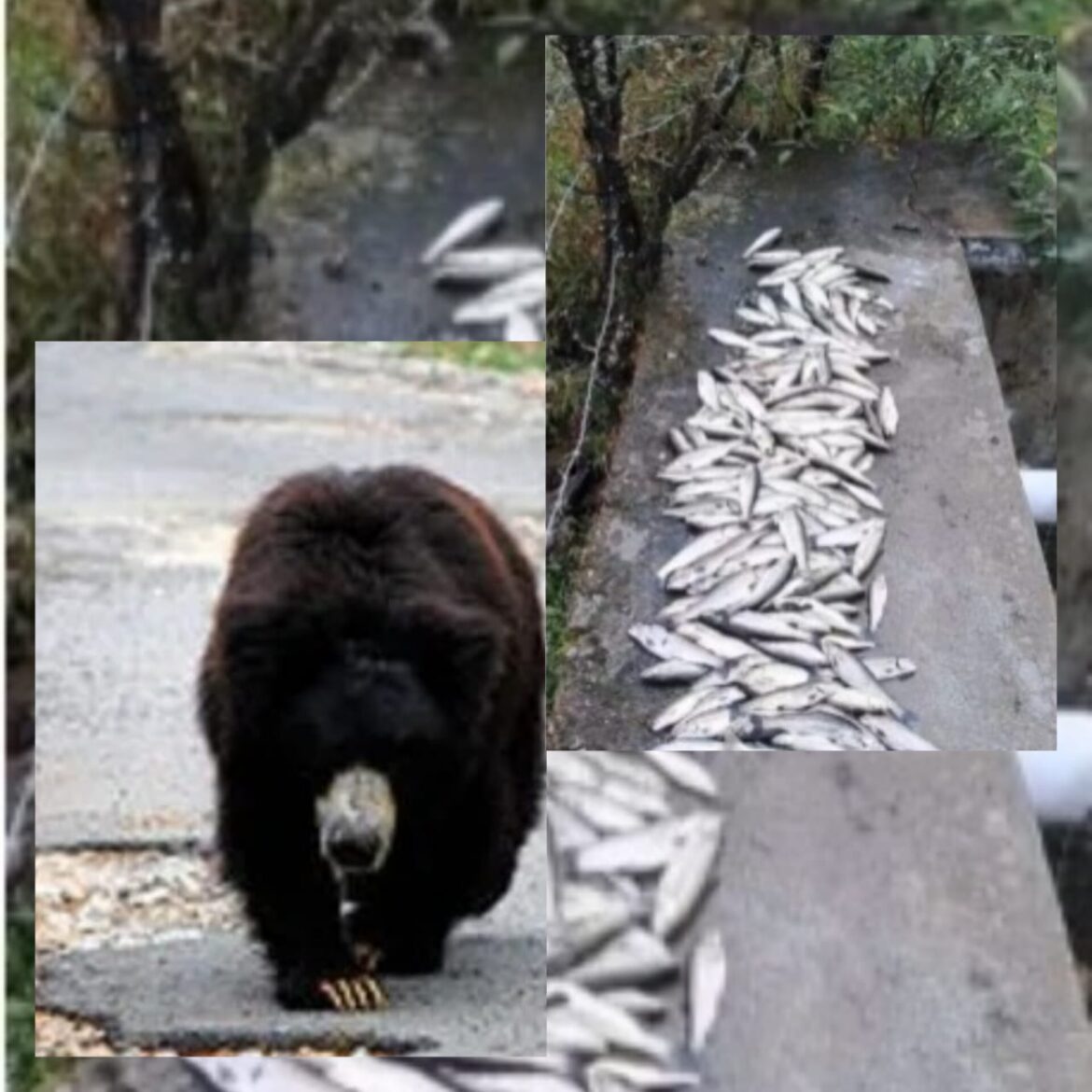 उर्गम घाटी में भालुओं का आतंक: किसानों की फसलें और ट्राउट फिश फॉर्म तबाह, वन विभाग से राहत की गुहार