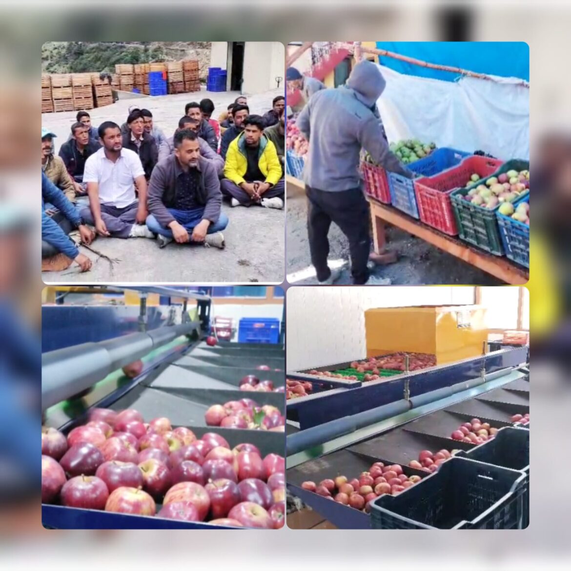 उत्तरकाशी: धराली क्षेत्र के किसानों ने सेब की उचित खरीद की मांग को लेकर धरना दिया