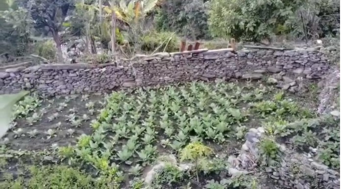 चंपावत के सीमांत गांव खेत की दयनीय स्थिति, डीएम ने लिया संज्ञान