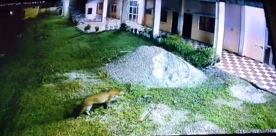 हरिद्वार महर्षि दयानंद कॉलेज में गुलदार की दहशत, विभाग मौन