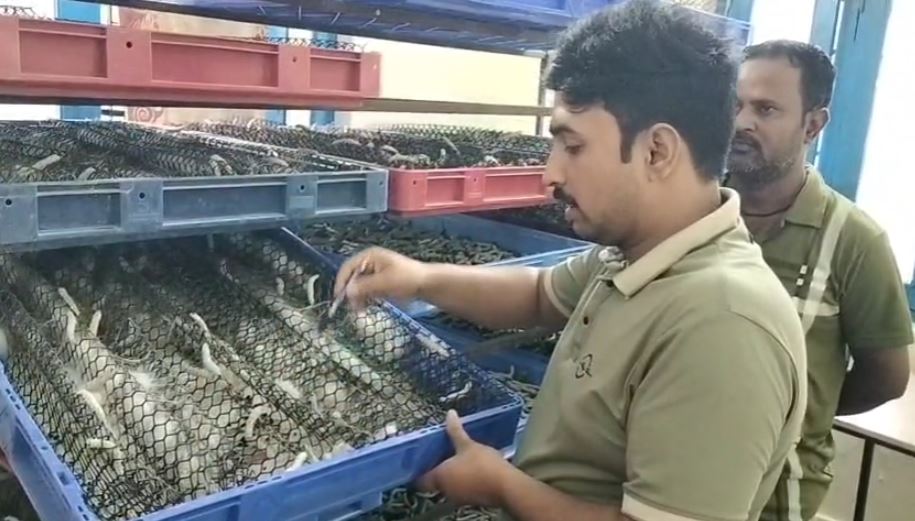 हल्द्वानी में रेशम कीट पालन से किसानों को अच्छी आय का अवसर