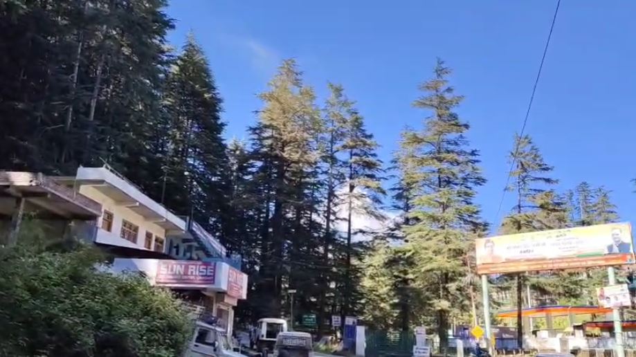 लोहाघाट में देवदार के पेड़ों से उड़ रही पीली धूल बनी मुसीबत, बढ़ा एलर्जी और बीमारियों का खतरा