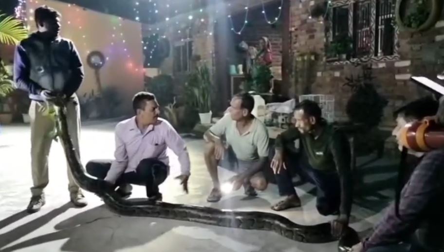 खटीमा में अजगर के घर में घुसने से मचा हड़कंप, वन विभाग ने सुरक्षित रेस्क्यू किया