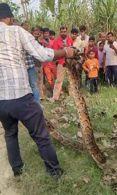 लक्सर में अजगर का हमला — रेस्क्यू के दौरान वनकर्मी घायल, अस्पताल में भर्ती