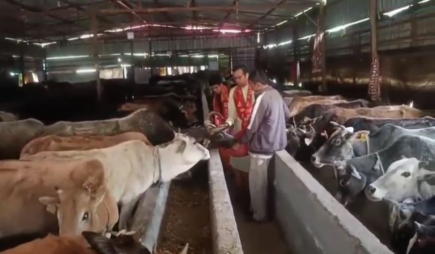 चम्पावत में दीपावली के दूसरे दिन गोवर्धन पूजा हर्षोल्लास के साथ मनाई गई