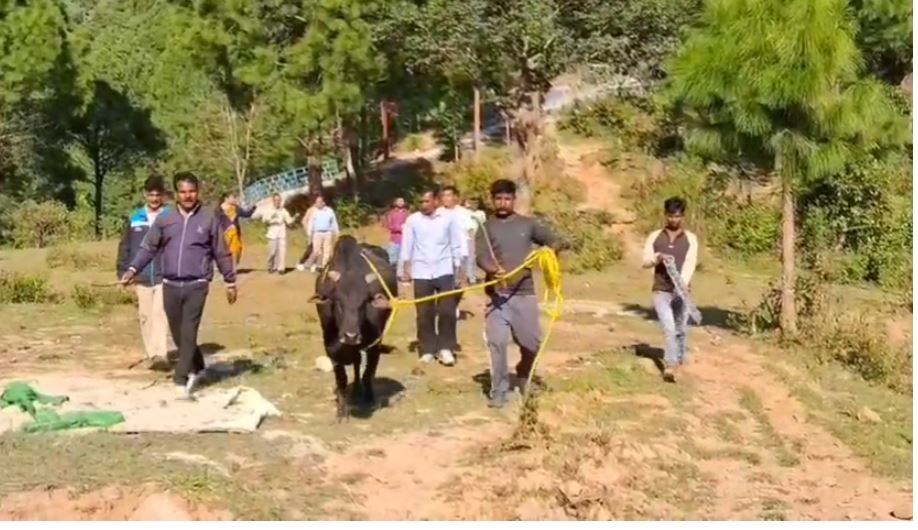 पौड़ी नगर में सड़कों पर घूमते नंदियों पर नगर पालिका की सख्त कार्रवाई, गौधाम में पहुंचाया गया पहला बैच