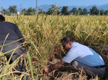 हल्द्वानी में क्रॉप कटिंग में जिलाधिकारी ने लिया हिस्सा