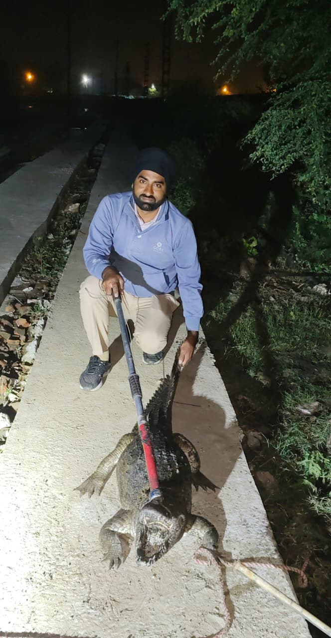 लक्सर शुगर मिल कॉलोनी में मगरमच्छ का आतंक, वन टीम ने किया सुरक्षित रेस्क्यू