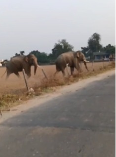 हरिद्वार के जमालपुर कला में दिखा आठ हाथियों का झुंड, ग्रामीणों में दहशत
