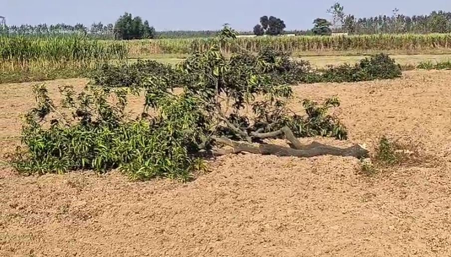 हरिद्वार में संरक्षित पेड़ों की अवैध कटाई तेज, विभागीय लापरवाही उजागर, हरियाली पर मंडराया खतरा