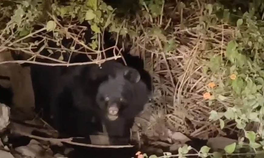 ज्योतिर्मठ क्षेत्र में भालुओं का बढ़ता आतंक, नंदा देवी राष्ट्रीय पार्क प्रशासन अलर्ट