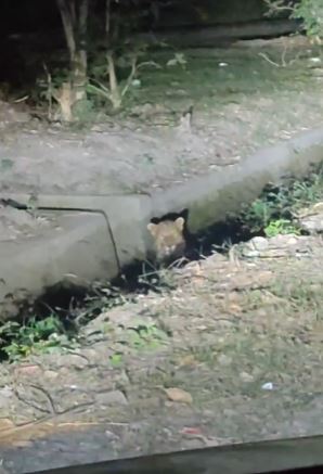 भेल क्षेत्र में नाले में दिखा गुलदार, वायरल वीडियो से दहशत में लोग