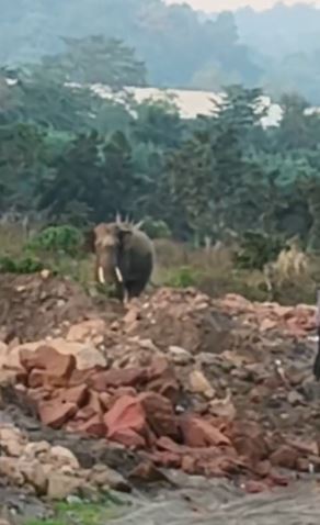 हरिद्वार के रिहायशी क्षेत्रों में दोबारा घुसा जंगली हाथी, लोगों में दहशत फैली