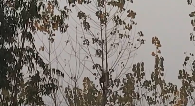 रुड़की: पॉपुलर के पेड़ पर उल्टा लटका मिला गुलदार, ग्रामीणों में मचा हड़कंप