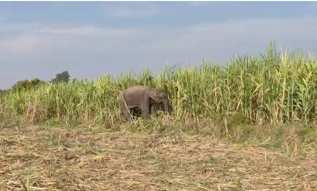 कालाढूंगी: गुलजारपुर बंकी में हाथी के दिनदहाड़े घूमने से ग्रामीणों में डर का माहौल