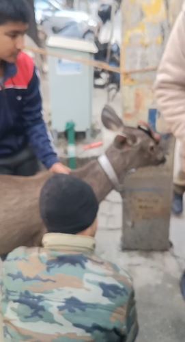 रानीपुर मोड़ पर रिहायशी कॉलोनी में घुसा सांभर का बच्चा, सुरक्षित रेस्क्यू