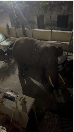 हरिद्वार: आबादी में हाथियों का आतंक, पोष कॉलोनी में देर रात तोड़फोड़—निवासियों में दहशत