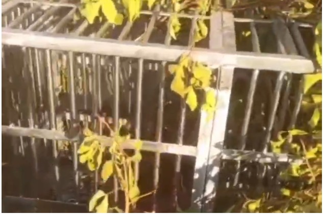 धरगड़ा गांव में आदमखोर गुलदार ने ली ग्रामीण की जान, पकड़ने के प्रयास में विफल रहे वन विभाग