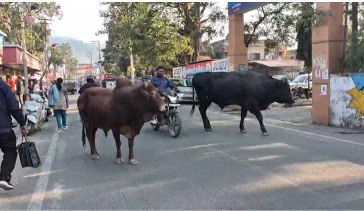 ऋषिकेश में आवारा पशुओं का कहर, सड़क पर लड़ते सांडों ने गिराए बाइक–स्कूटी सवार; प्रशासन पर उठे सवाल