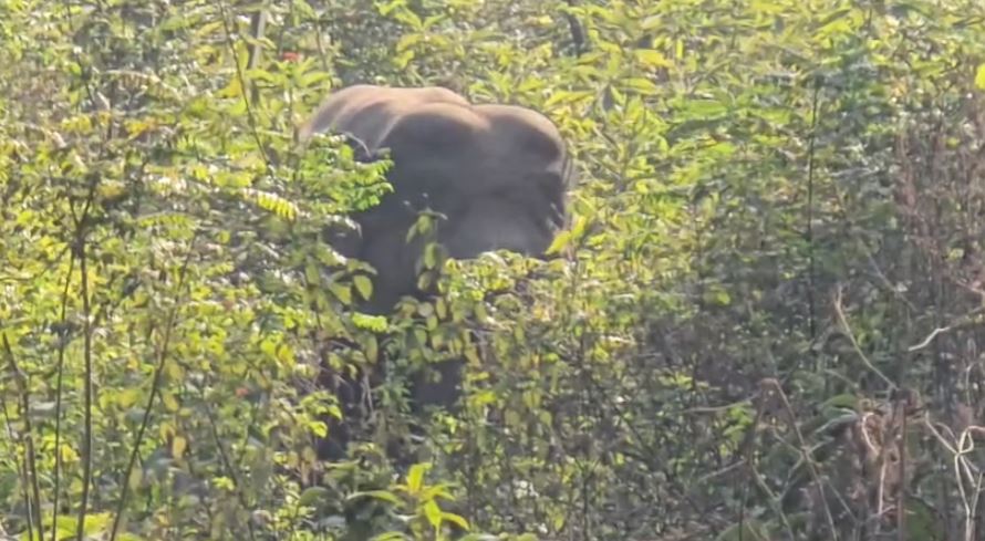 दिल्ली–यमुनोत्री हाईवे पर हाथियों का झुंड, कुछ देर मची अफरा-तफरीवन विभाग की सूझबूझ से सुरक्षित निकले हाथी और राहगीर