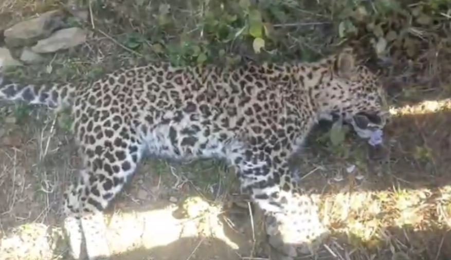 अस्टा सिमार में मादा गुलदार मृत मिली, वन विभाग जांच में जुटा