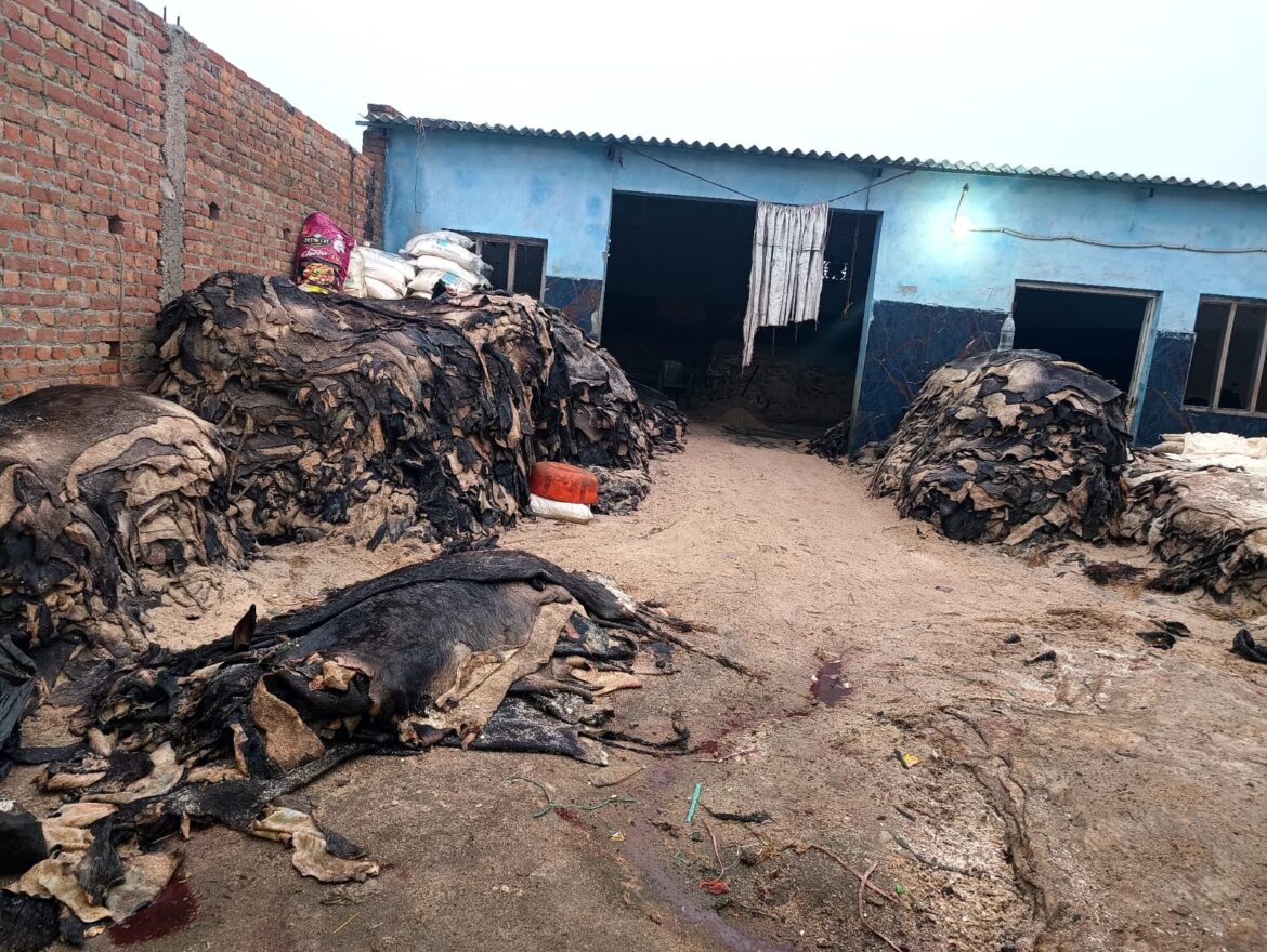 झगड़पुरी में अवैध गोदाम पर छापेमारी, भारी मात्रा में भैंस की खालें बरामद