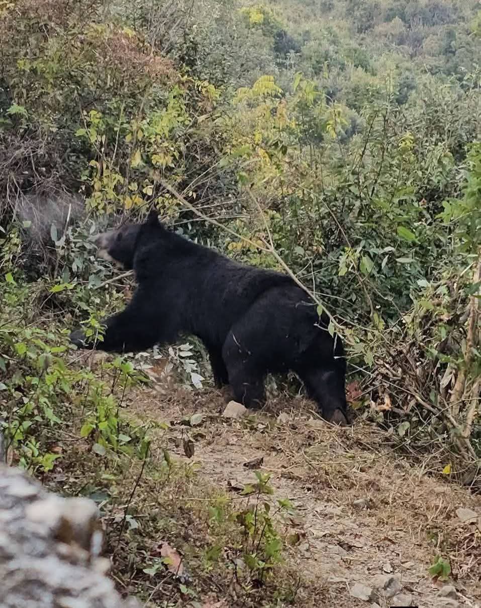 जौनपुर मथामाली में भालू की आवाजाही, वन विभाग ने दी सतर्क रहने की सलाह