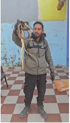 बदामावाला गांव में घर के चैंबर में आधा दर्जन सांपों का गुच्छा, वनकर्मी ने किया सुरक्षित रेस्क्यू