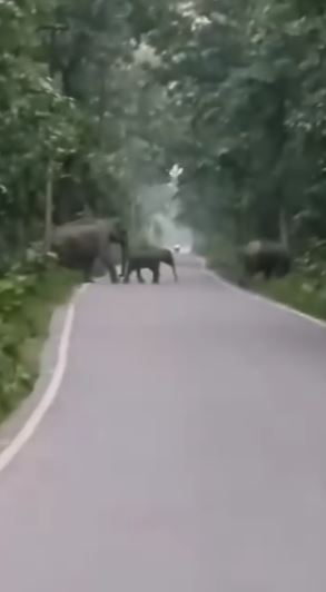 हरिद्वार-नजीबाबाद रोड पर जंगली हाथियों का झुंड देखा गया, यातायात हुआ प्रभावित