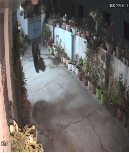 श्यामपुर खदरी में भालू का आतंक, लोग अंधेरा होते ही घरों में कैद