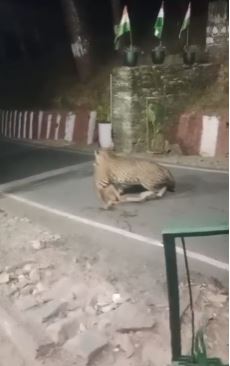 उत्तरकाशी में गुलदार की सक्रियता बढ़ी, रात में कुत्ते पर हमला कर मार डाला