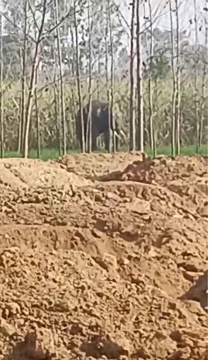 कलियर में आबादी के पास जंगली हाथी, दहशत का माहौल